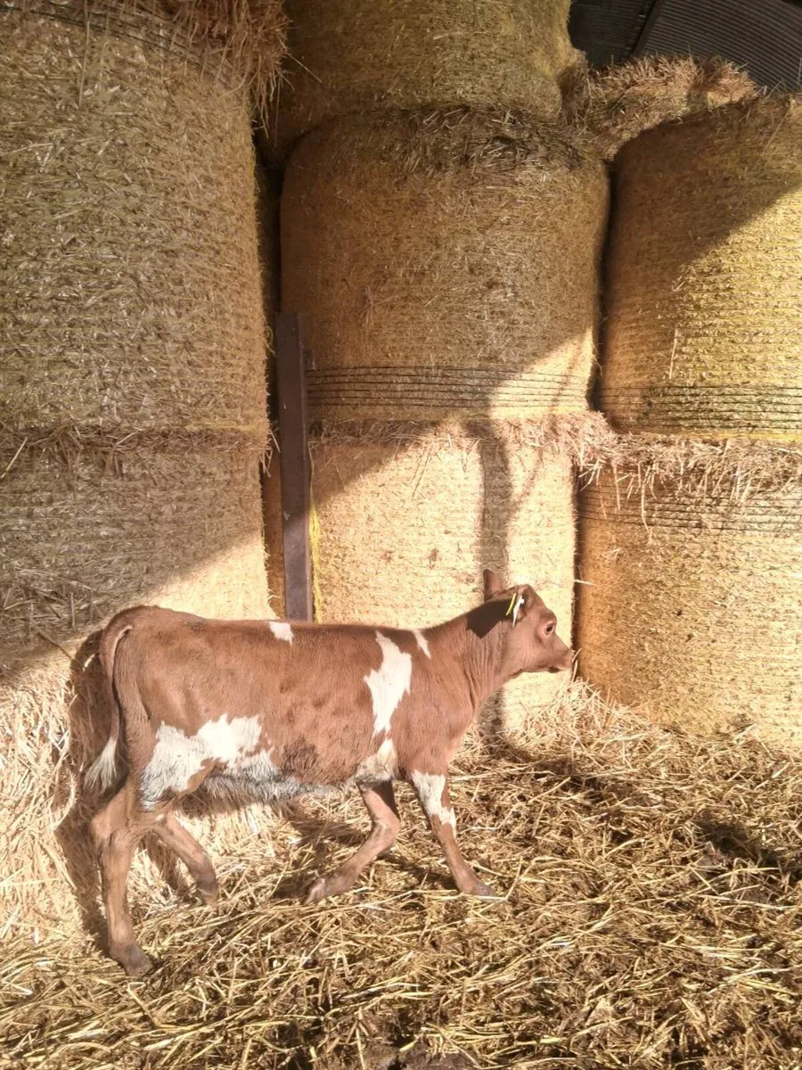 JEX Heifer Calf - Image 1