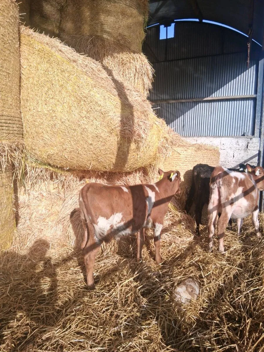 JEX Heifer Calf - Image 2