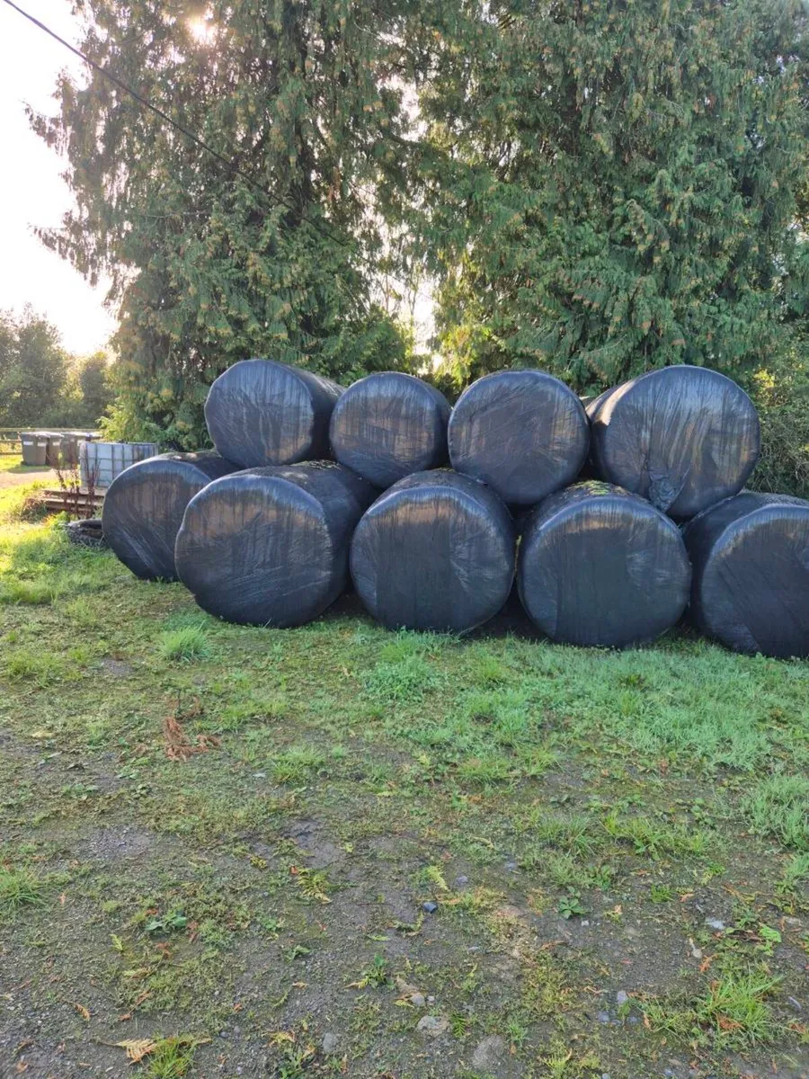 Hay and haylage - Image 2