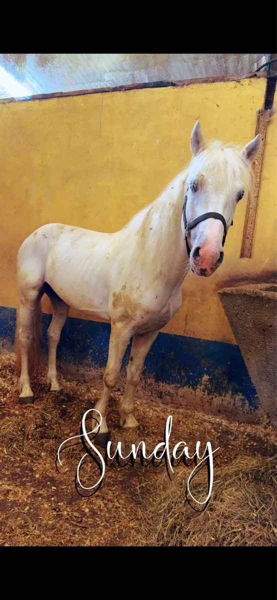 Horse - Image 2