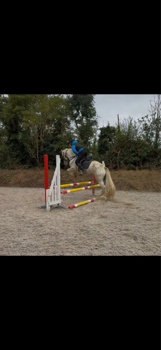 Horse - Image 1