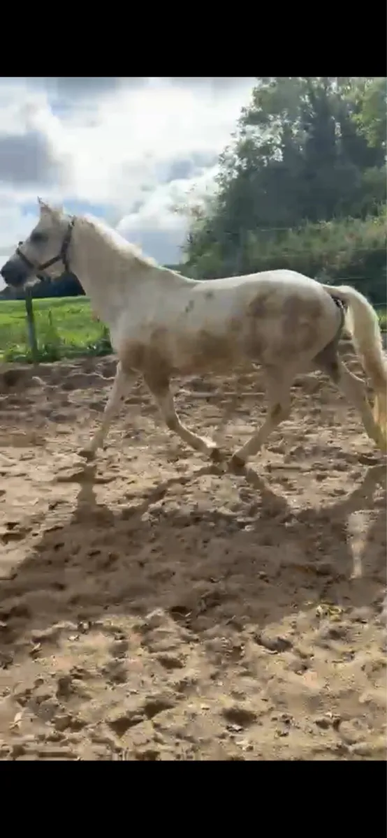 Horse - Image 4
