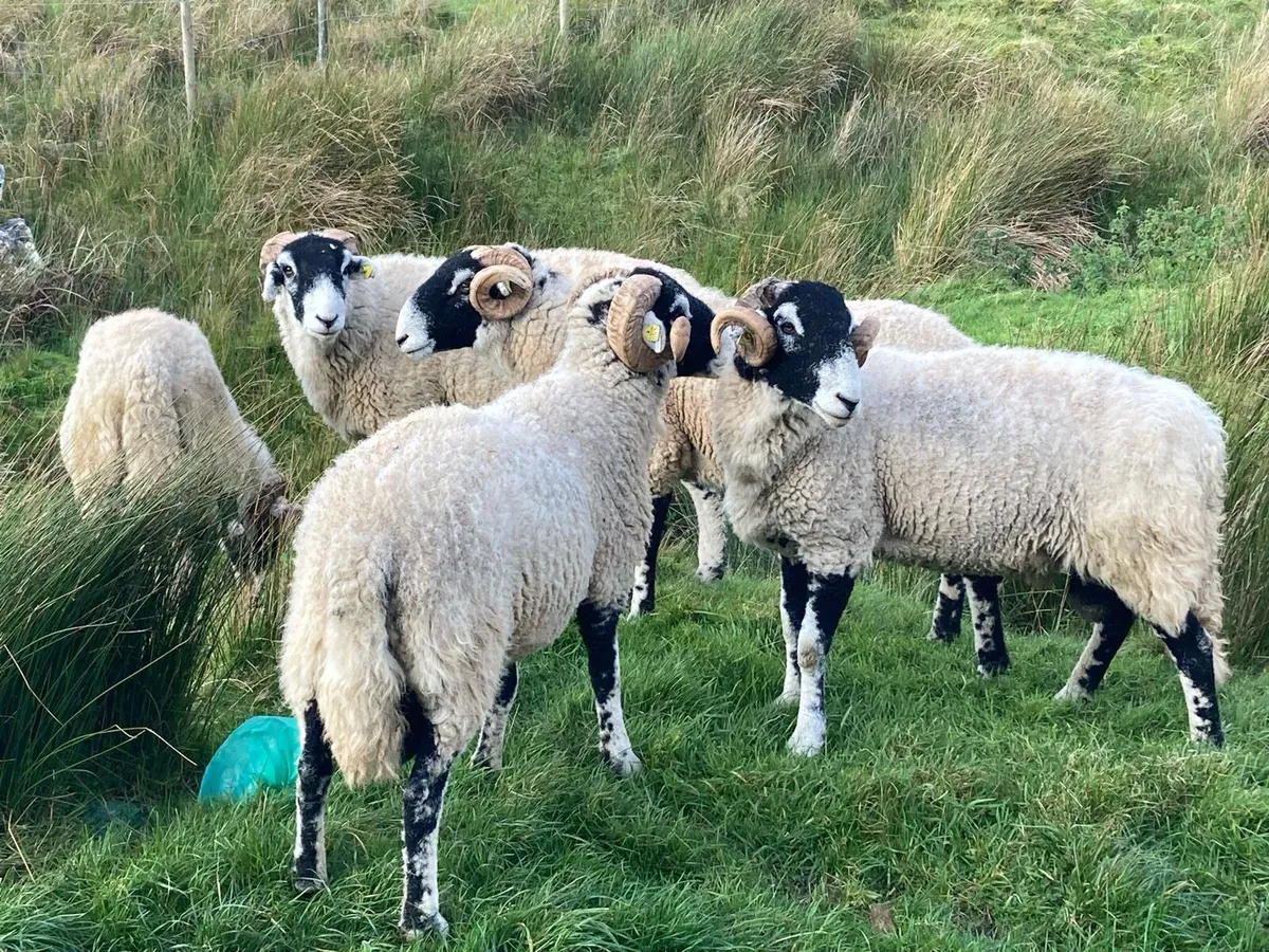 Swaledale Hogget Rams - Image 3