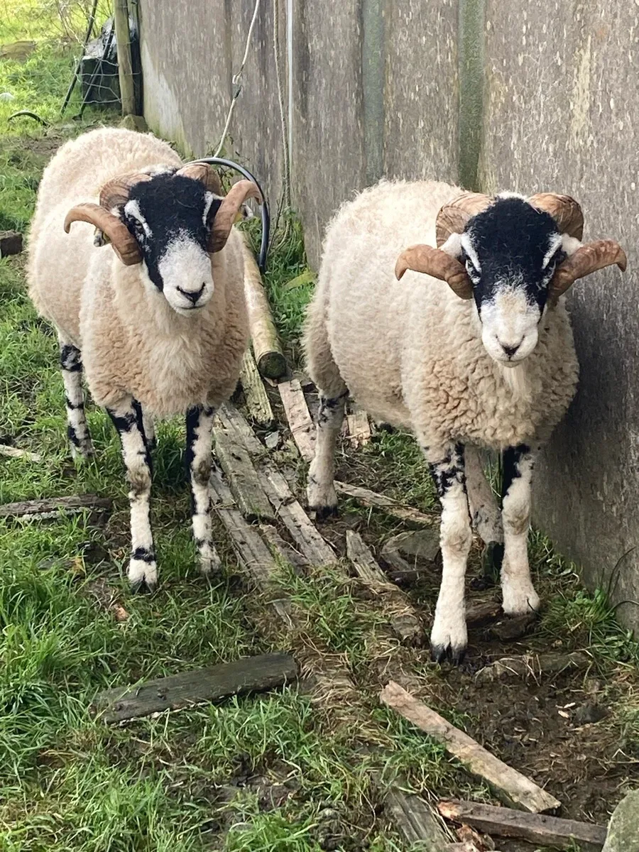 Swaledale Hogget Rams - Image 4