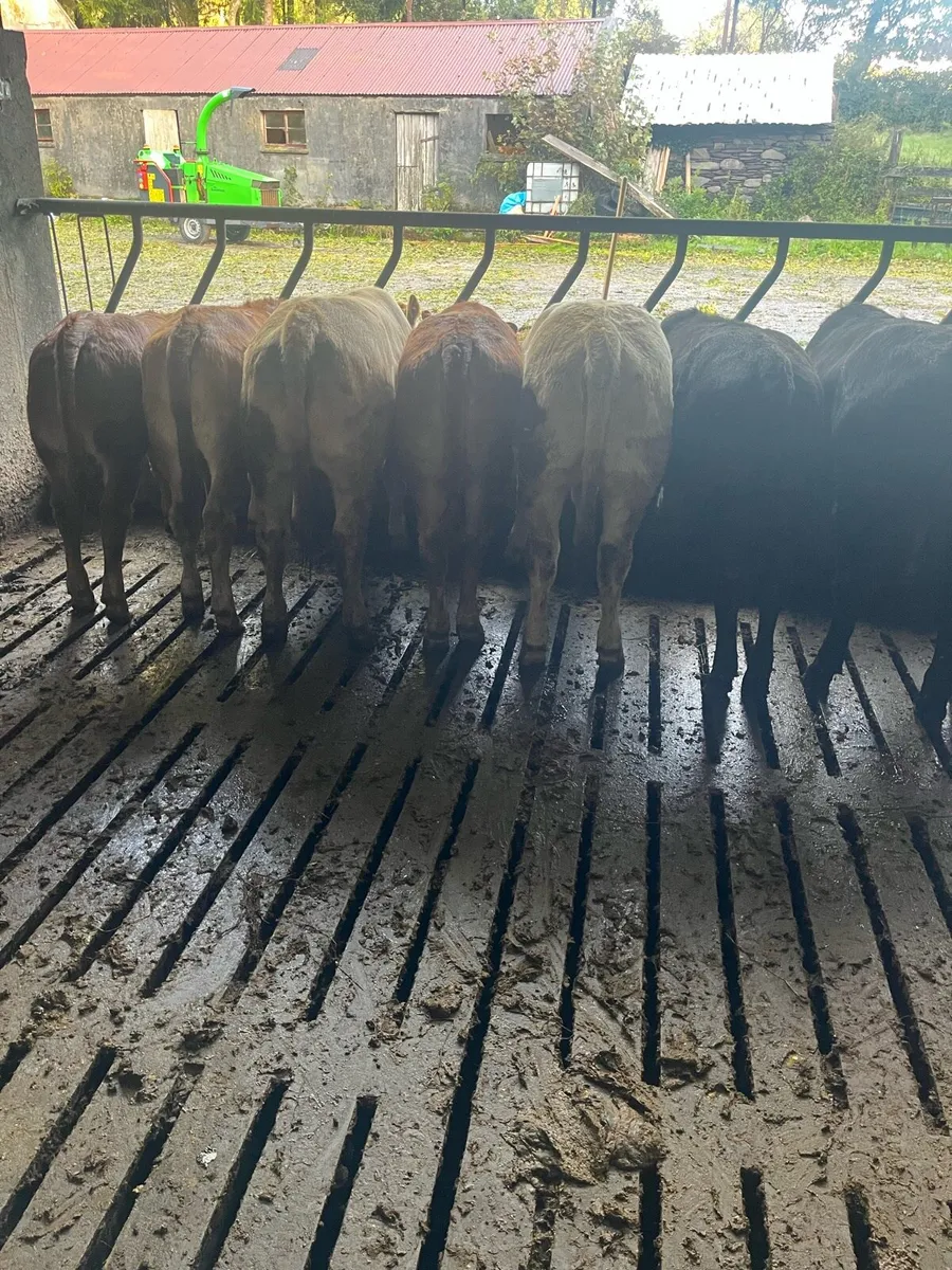 Weanling heifers - Image 2