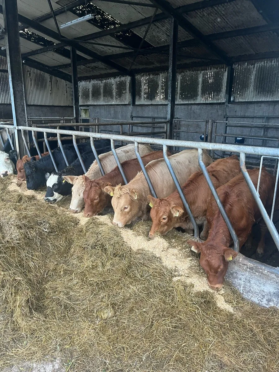 Weanling heifers - Image 3