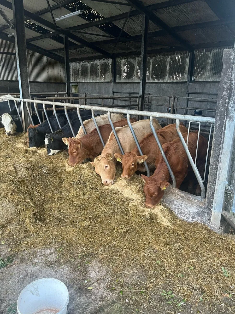 Weanling heifers - Image 4