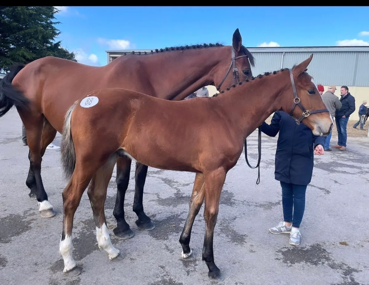 Zirocco Blue x Libero H broodmare - Image 1