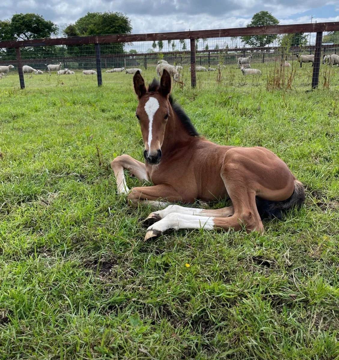 Zirocco Blue x Libero H broodmare - Image 2