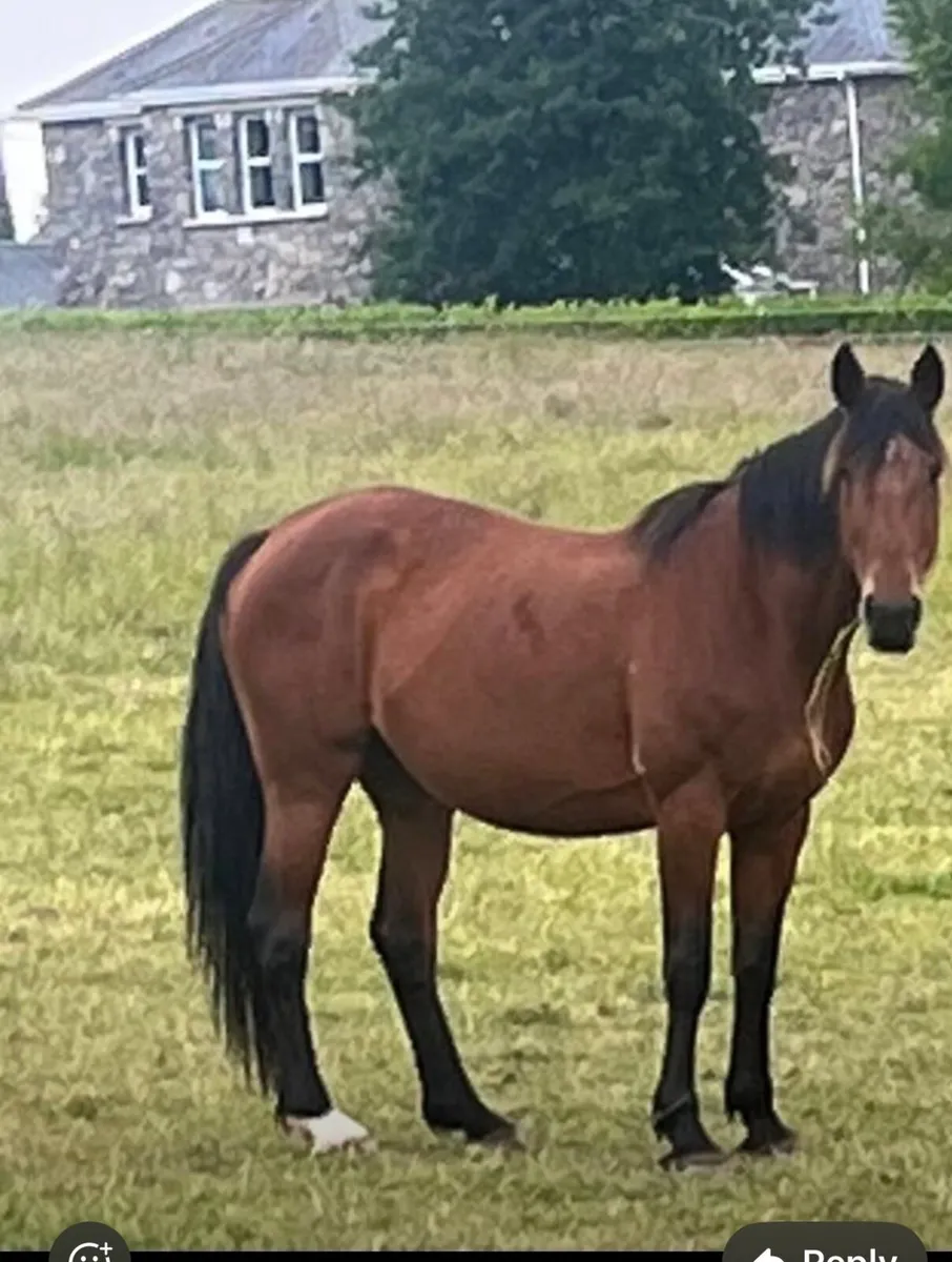 Zirocco Blue x Libero H broodmare - Image 3