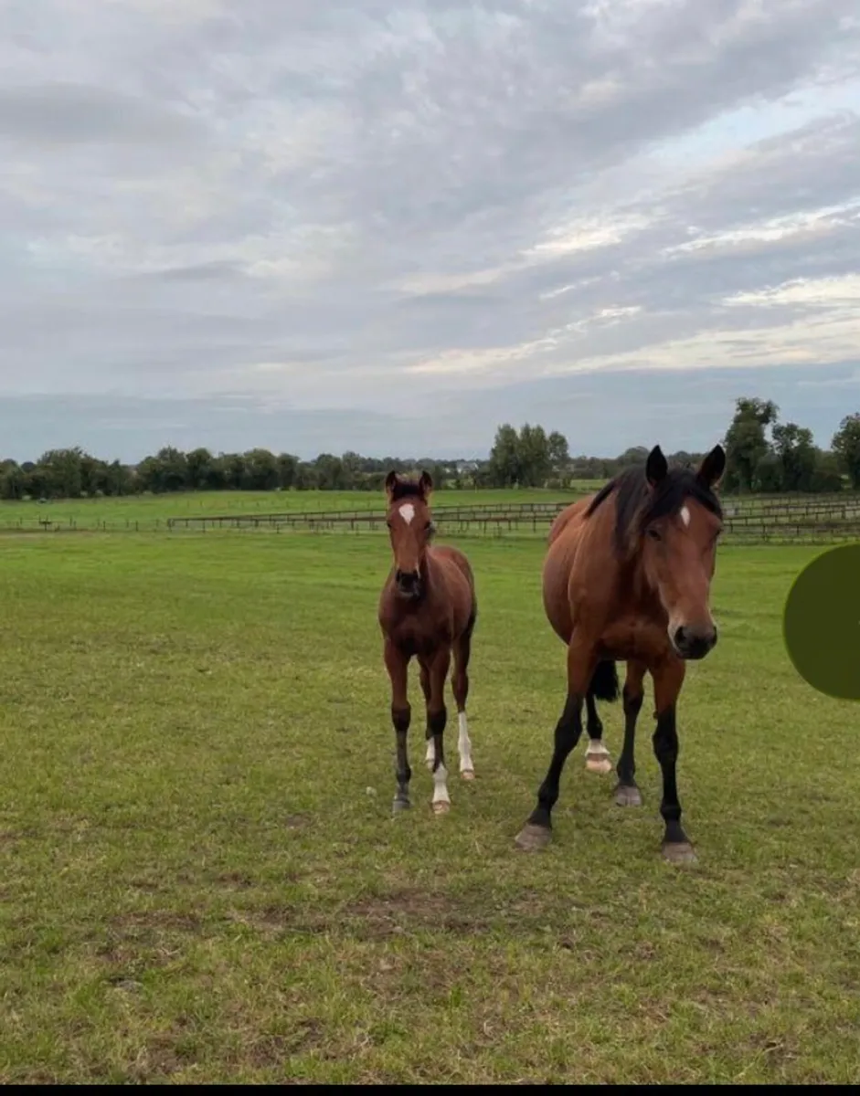 Zirocco Blue x Libero H broodmare - Image 4