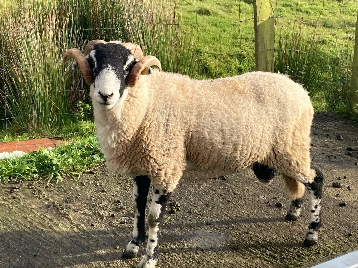 Swaledale Hogget Rams - Image 1