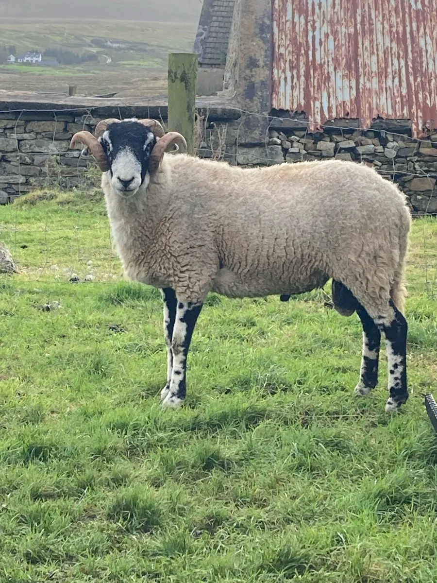 Swaledale Hogget Rams - Image 2