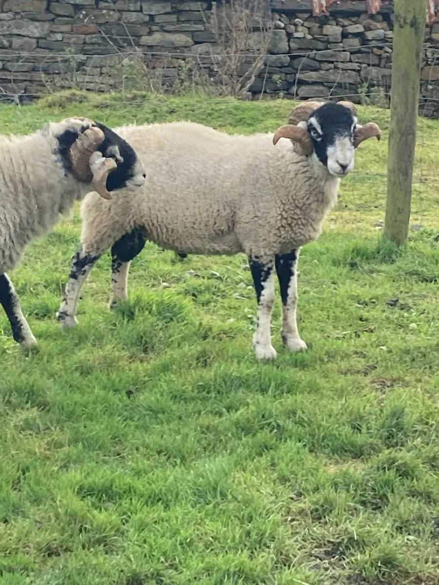 Swaledale Hogget Rams - Image 3