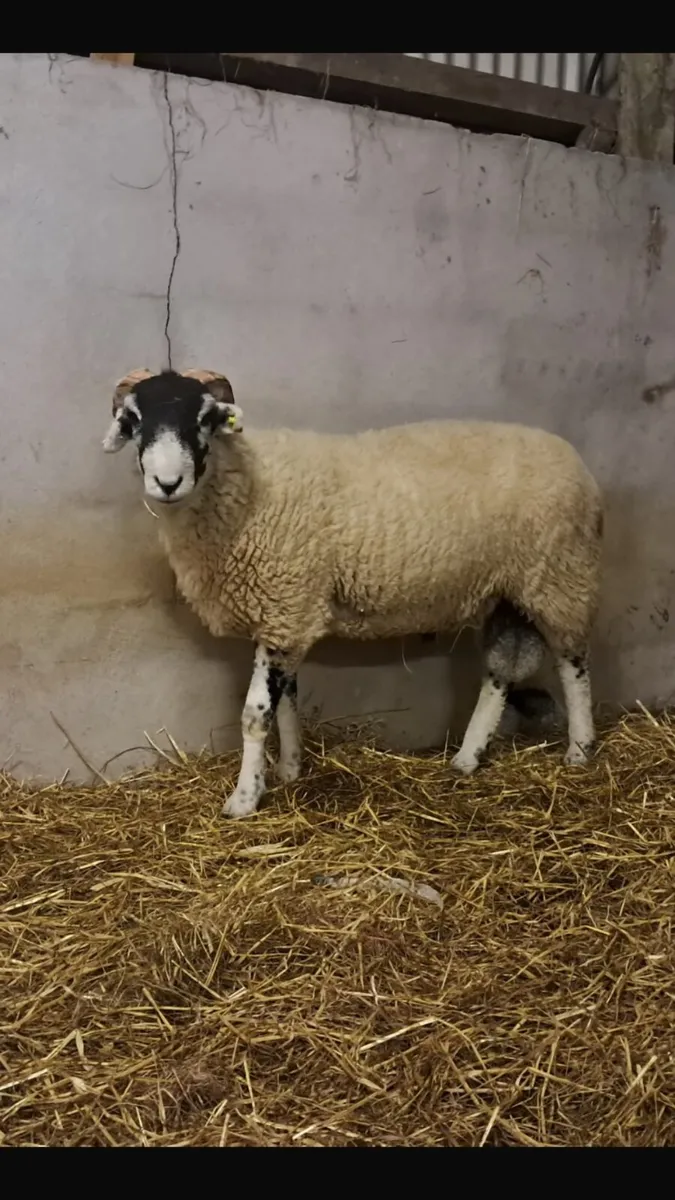 Swaledale Hogget Rams - Image 4