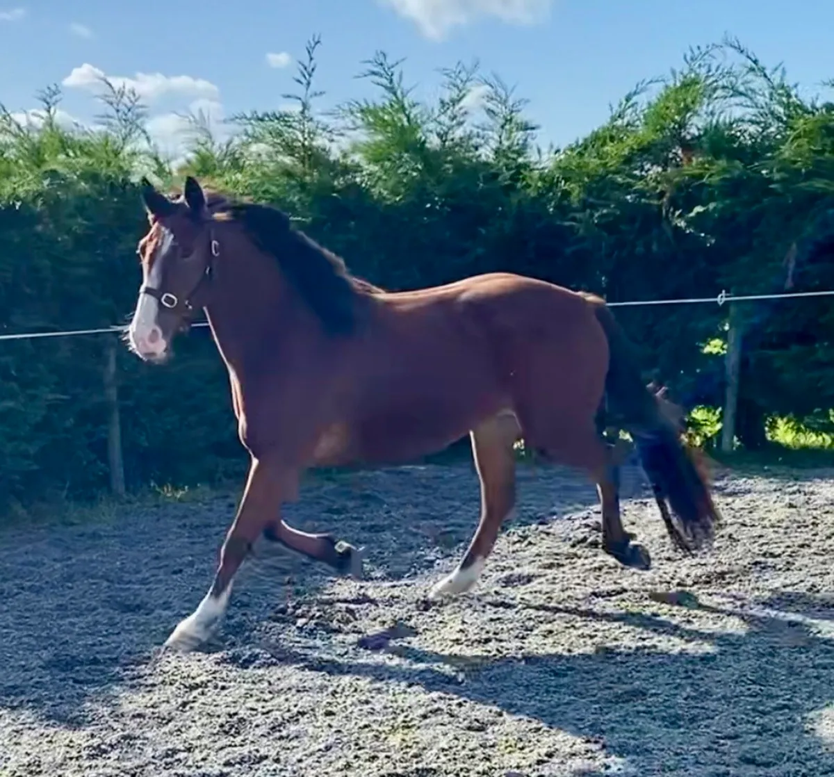 Cracking 148 gelding - Image 2