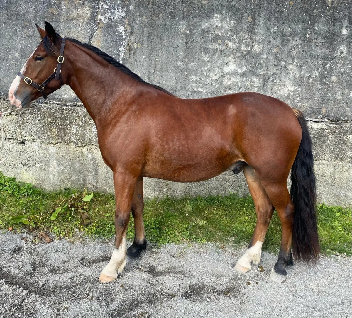Cracking 148 gelding - Image 1