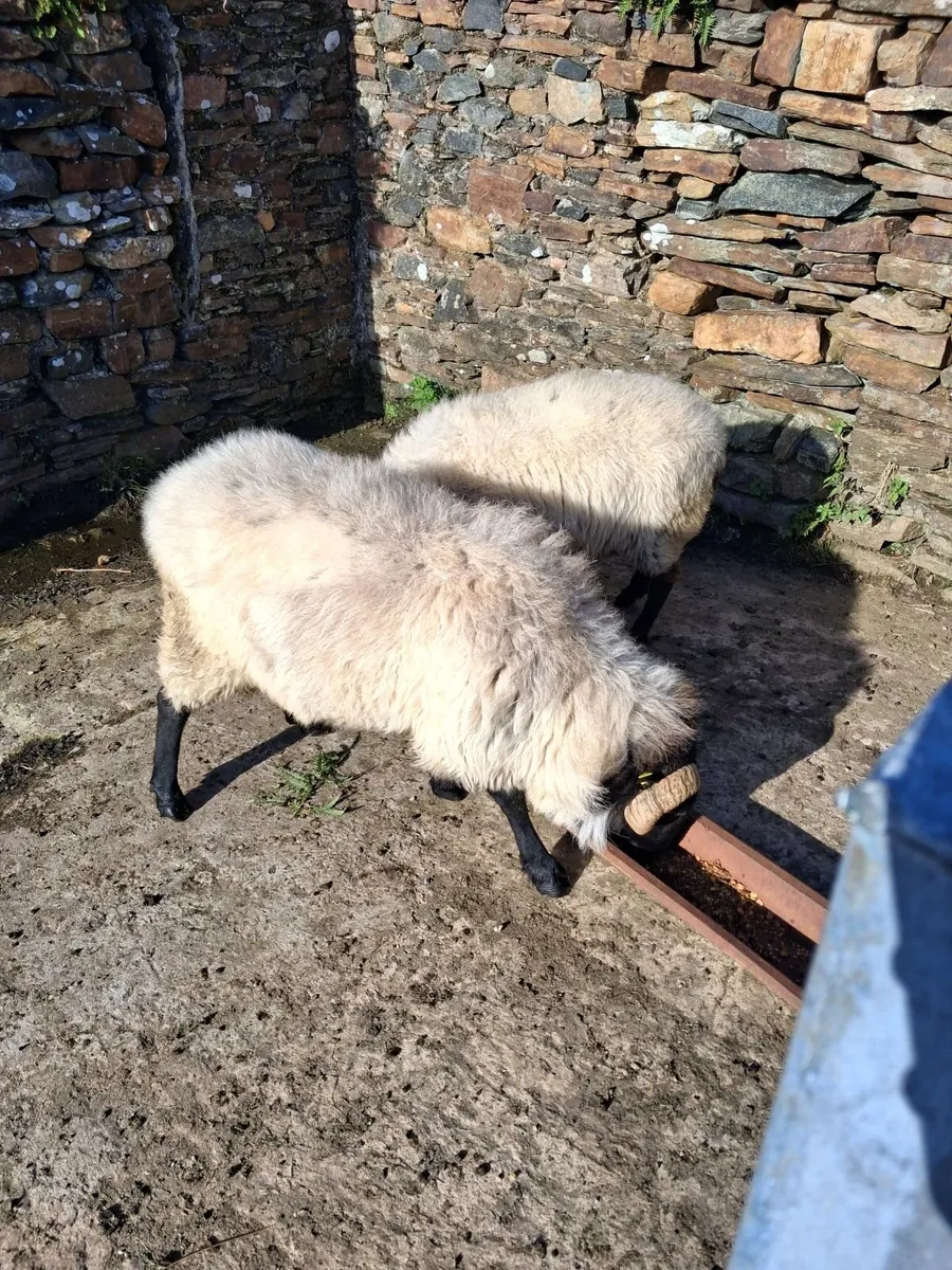 Mayo Ram - Image 1