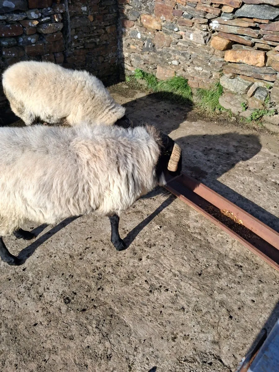 Mayo Ram - Image 2