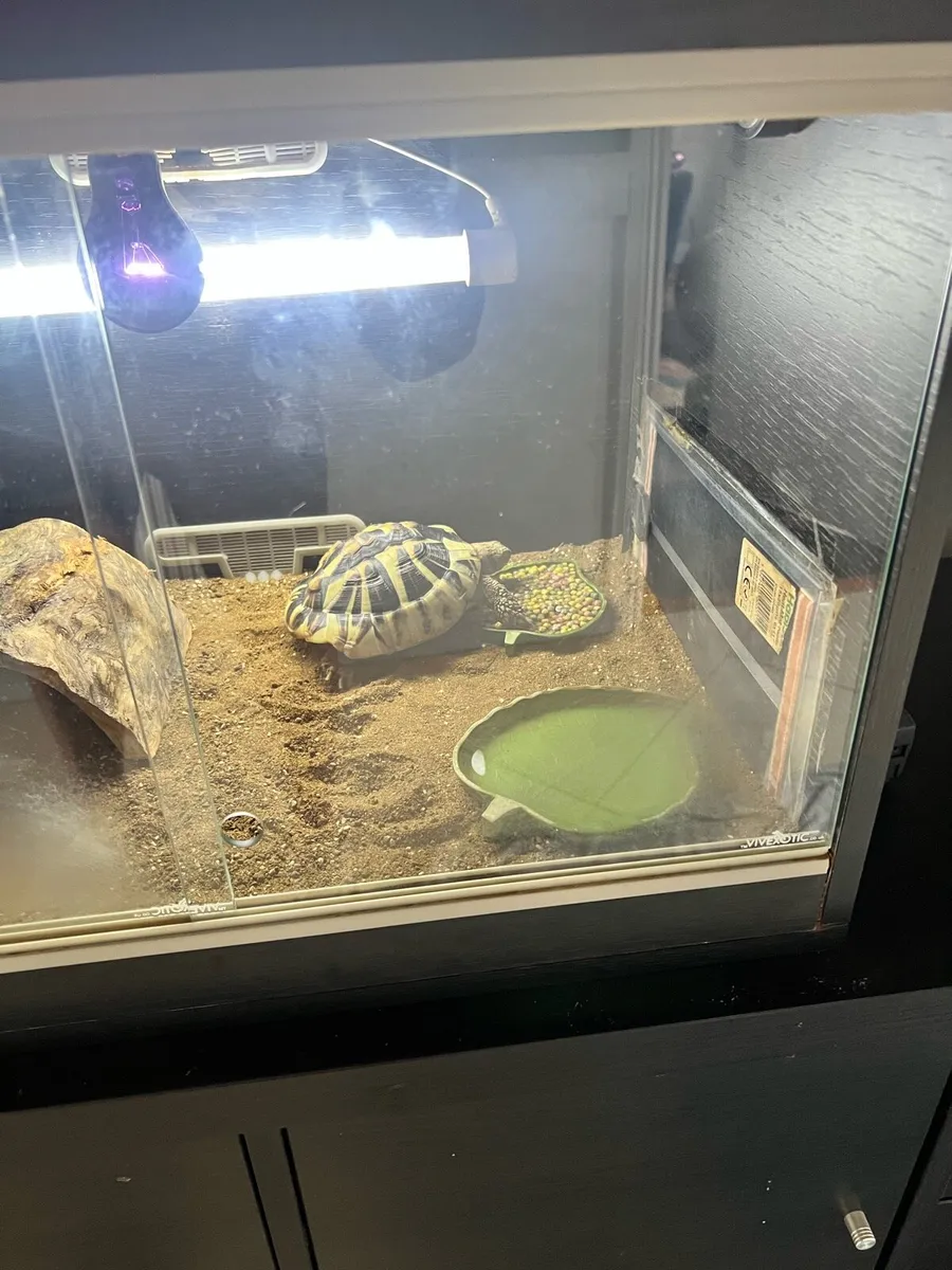 Vivarium - Image 4