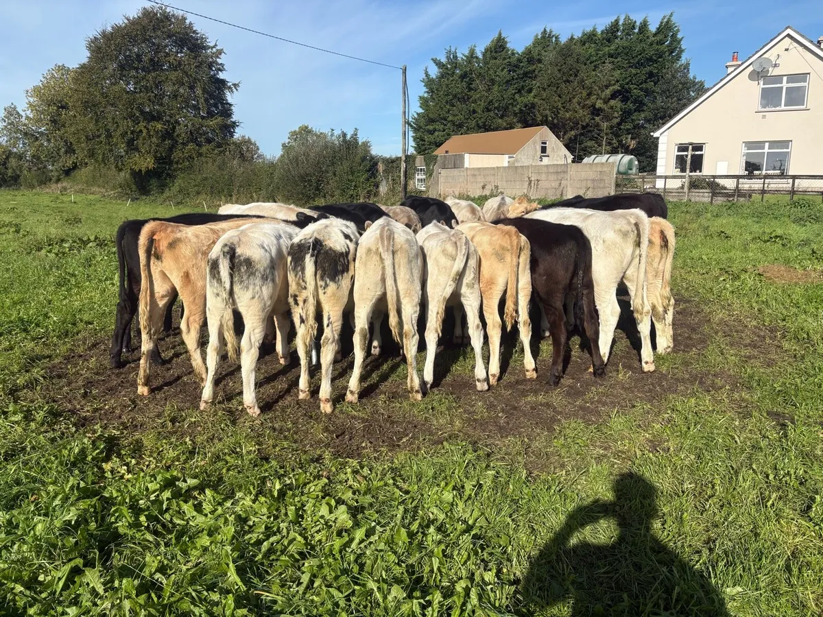 24 heifer weanlings - Image 1
