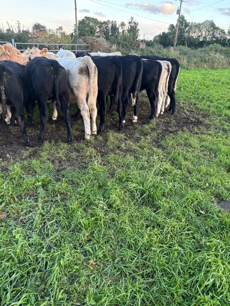 24 heifer weanlings - Image 2