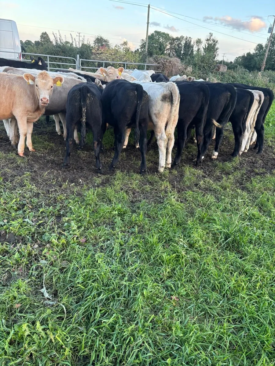 24 heifer weanlings - Image 3