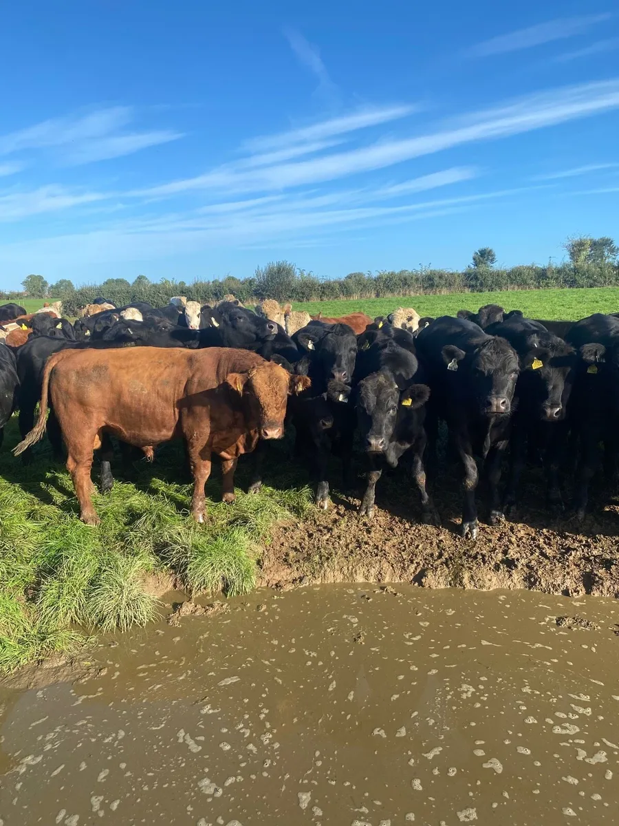 Beef cattle - Image 1