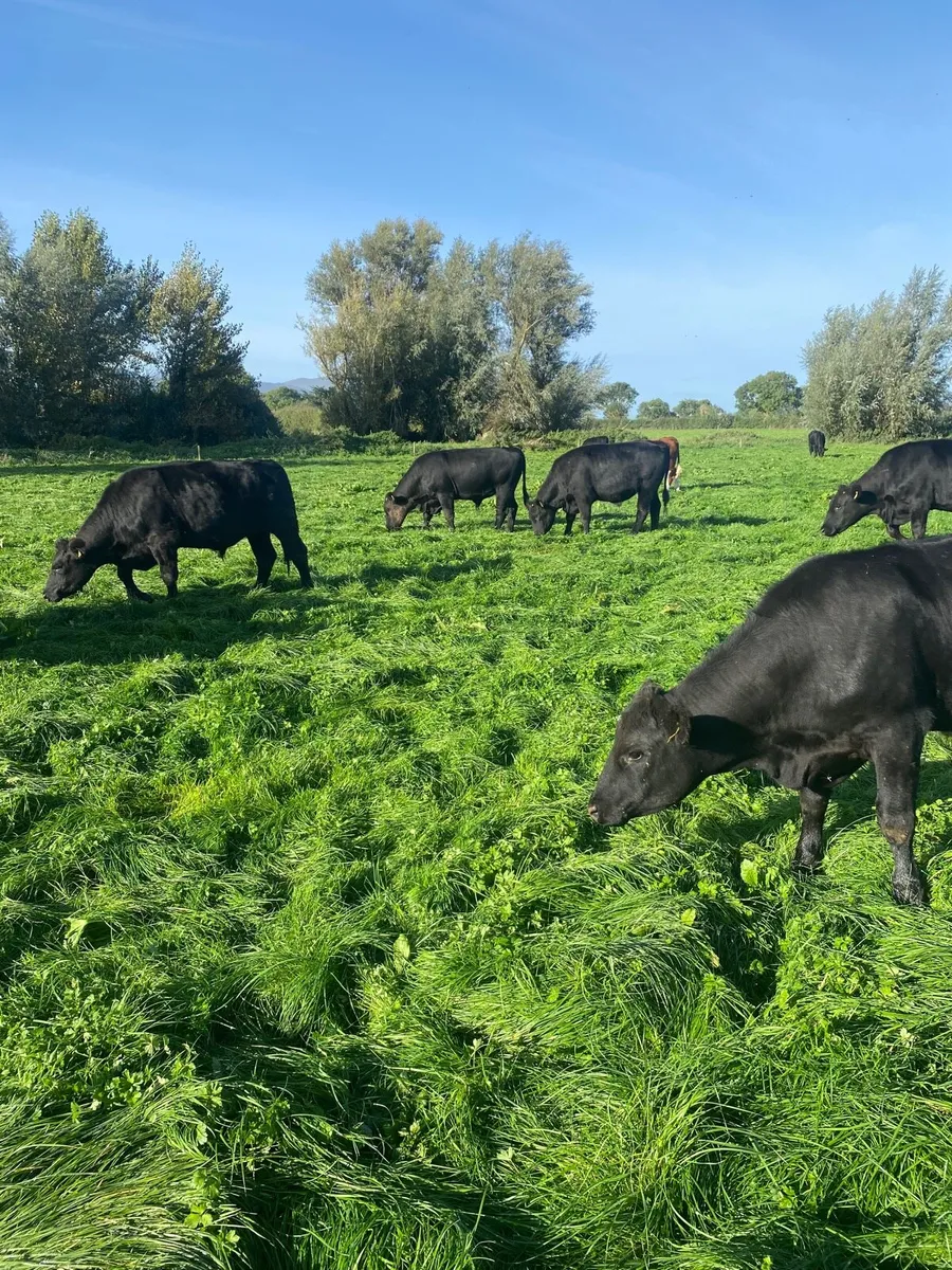 Beef cattle - Image 2