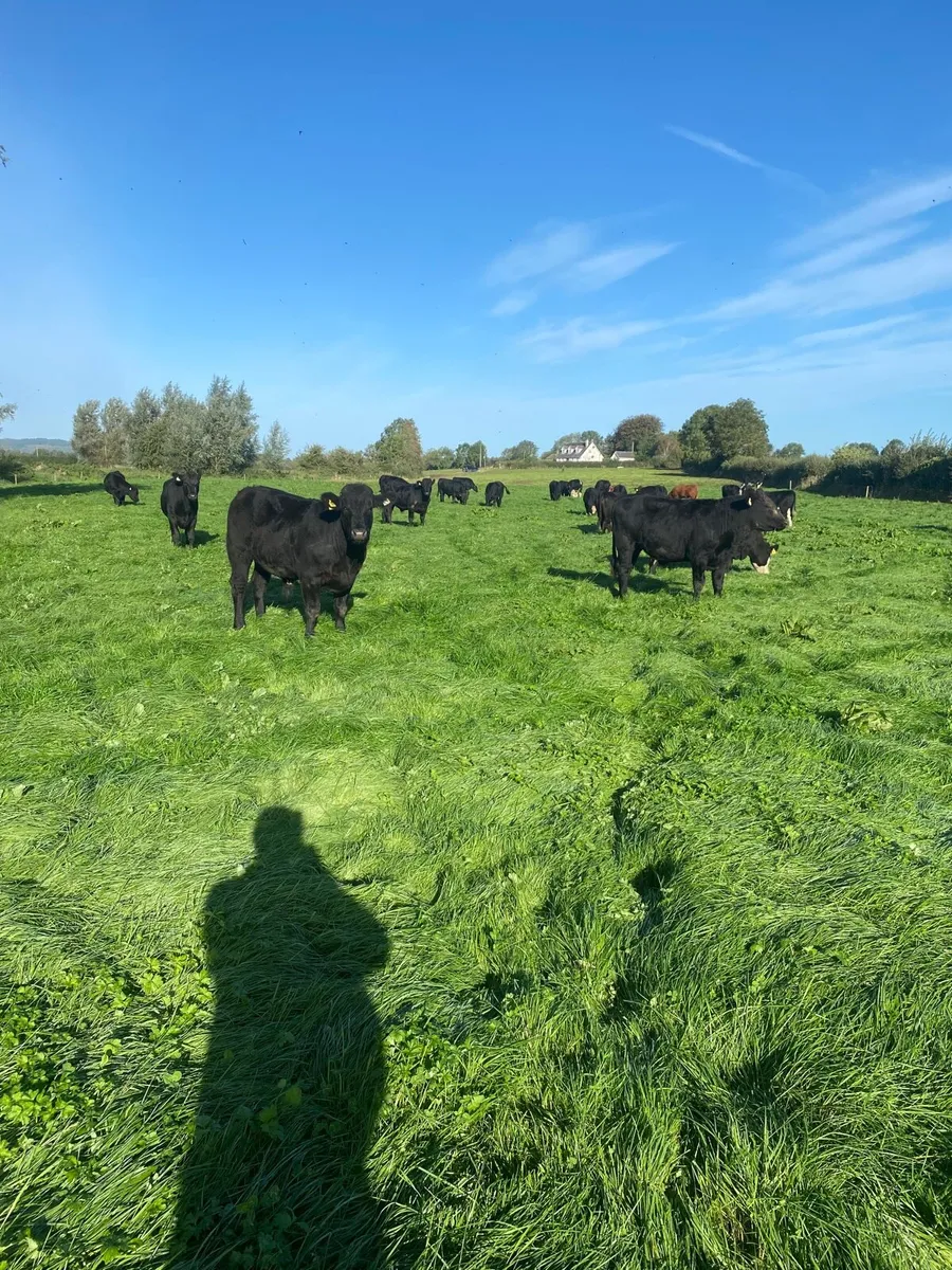 Beef cattle - Image 3
