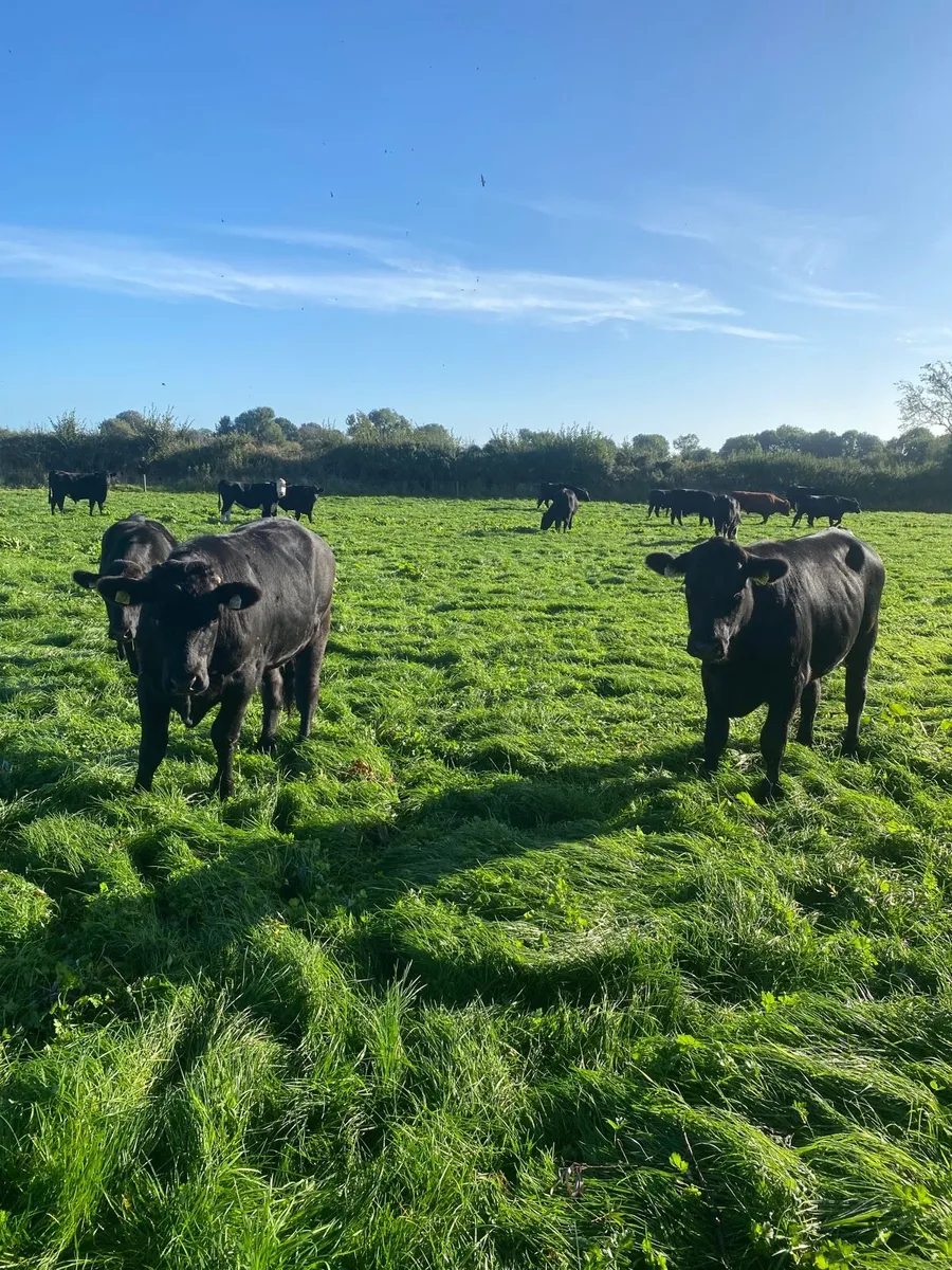 Beef cattle - Image 4