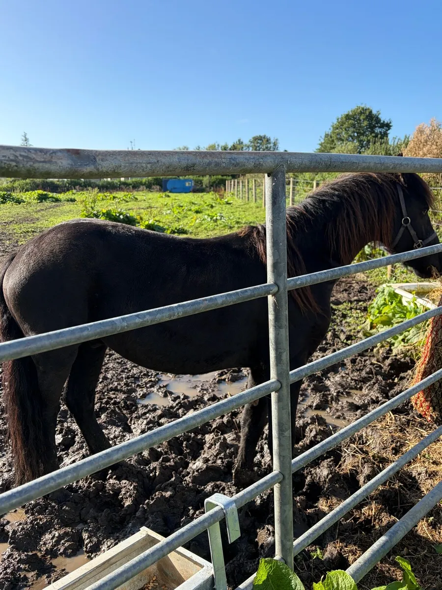 Friesian gelding - Image 1