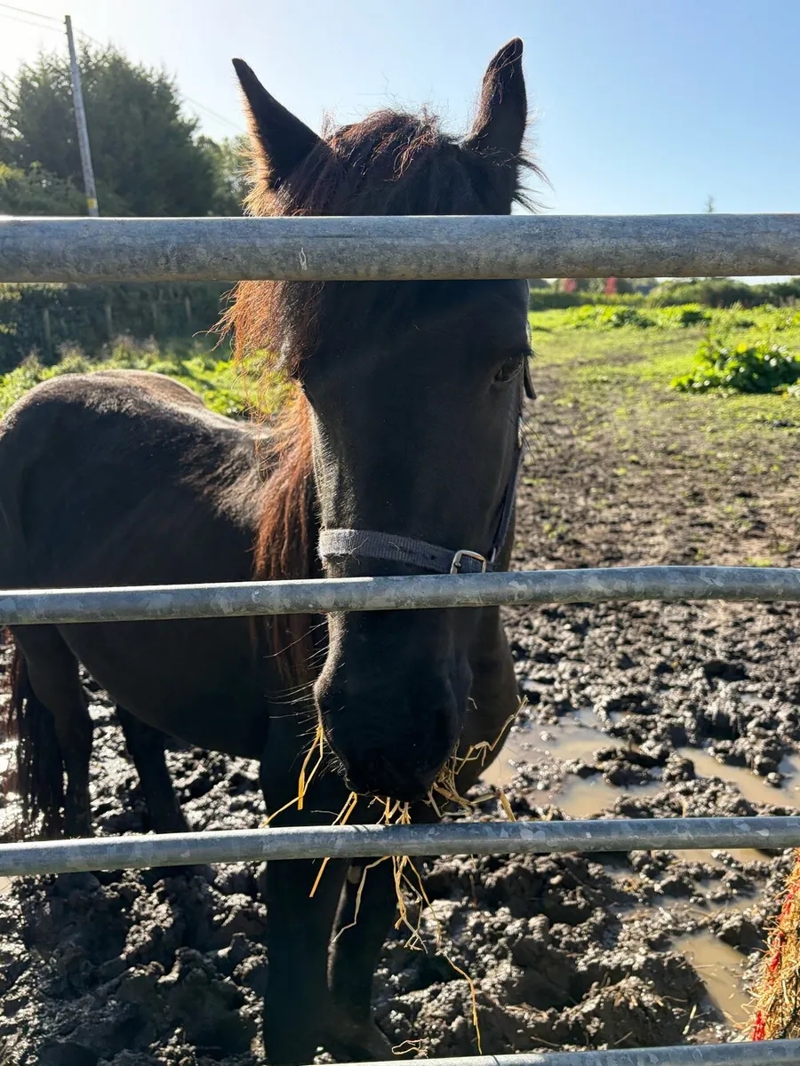 Friesian gelding - Image 2