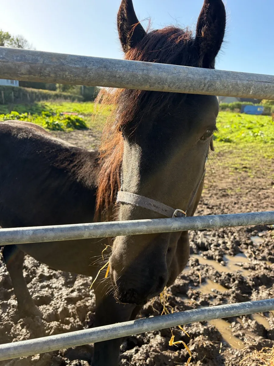 Friesian gelding - Image 3