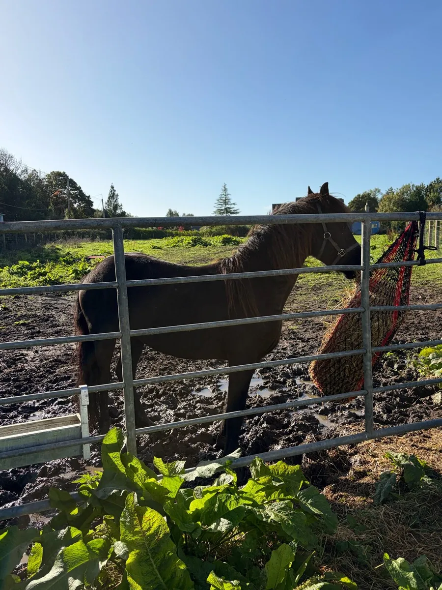 Friesian gelding - Image 4