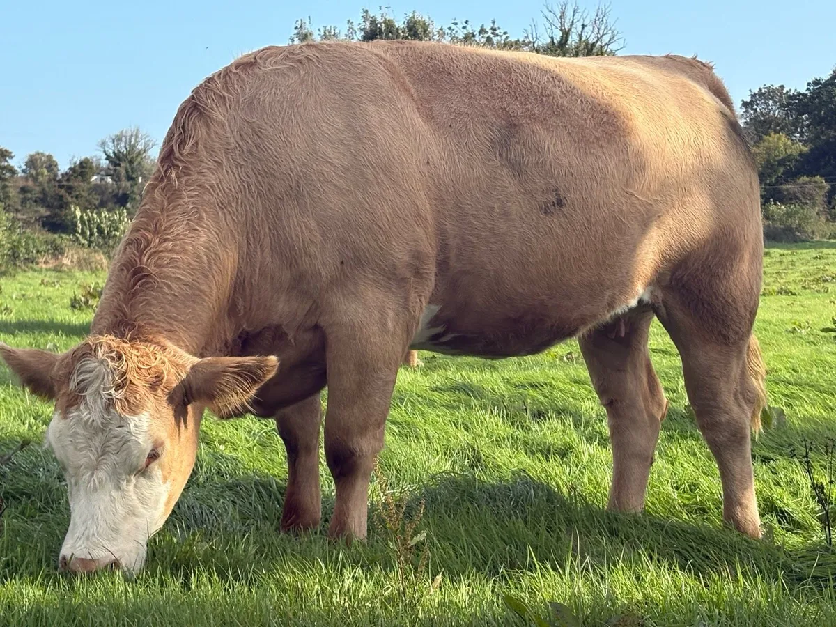 Balla Mart This Saturday 5 incalf heifers - Image 1