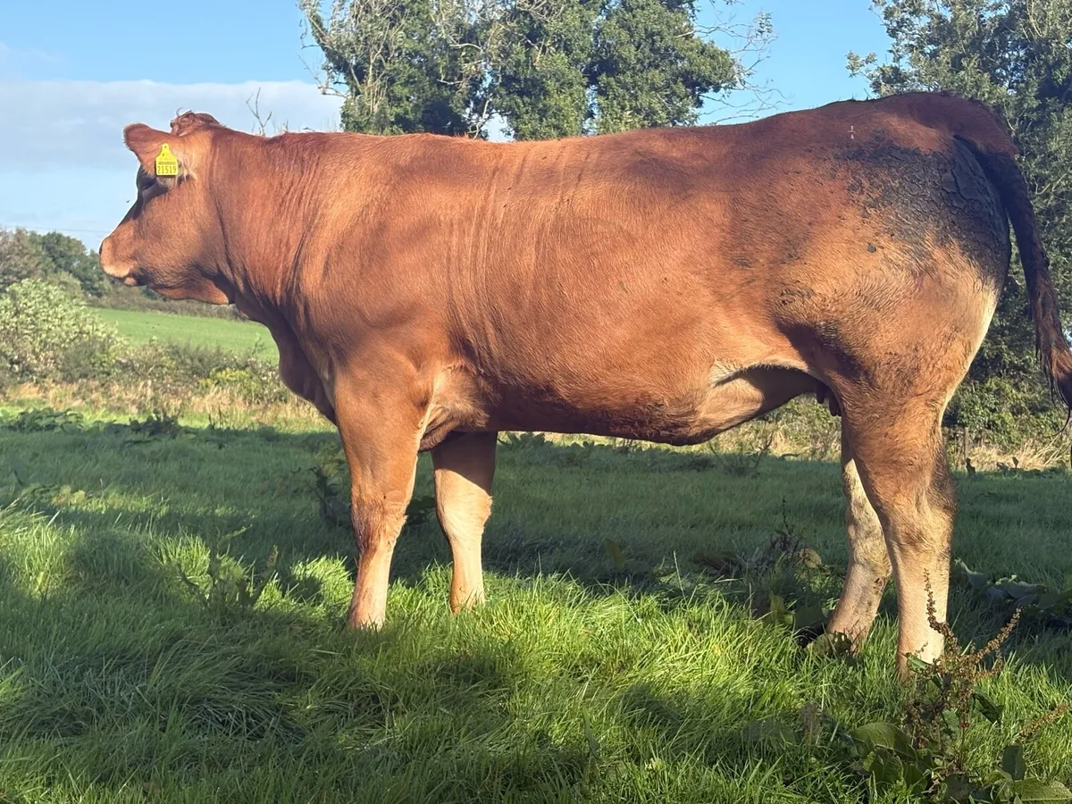 Balla Mart This Saturday 5 incalf heifers - Image 2