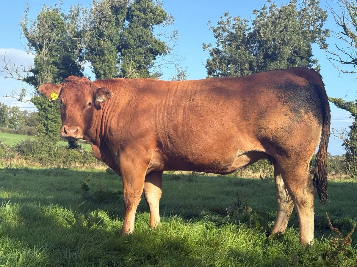 Balla Mart This Saturday 5 incalf heifers - Image 3