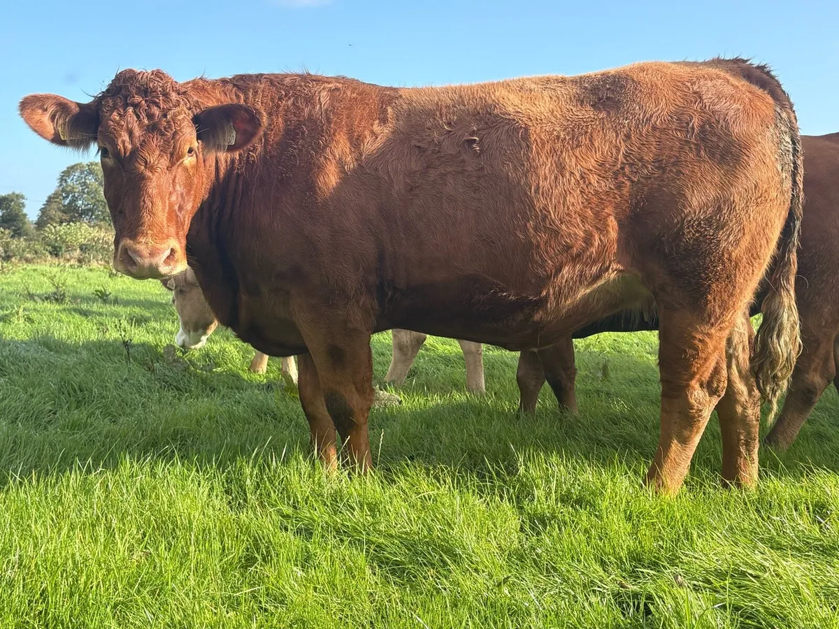 Balla Mart This Saturday 5 incalf heifers - Image 4