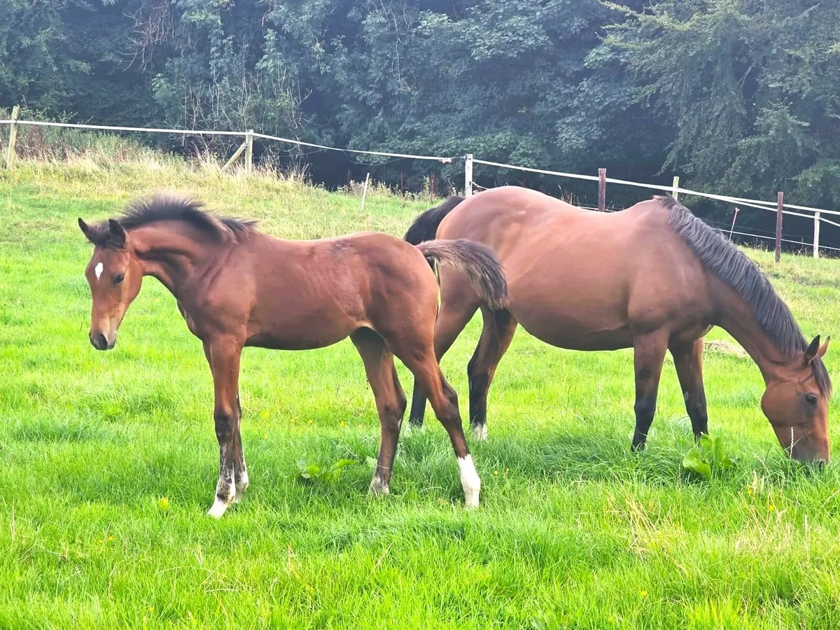 Showjumping Foal - Image 1