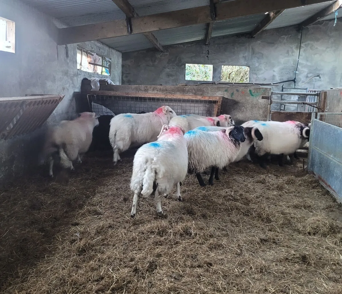 Ram Lambs - Image 3