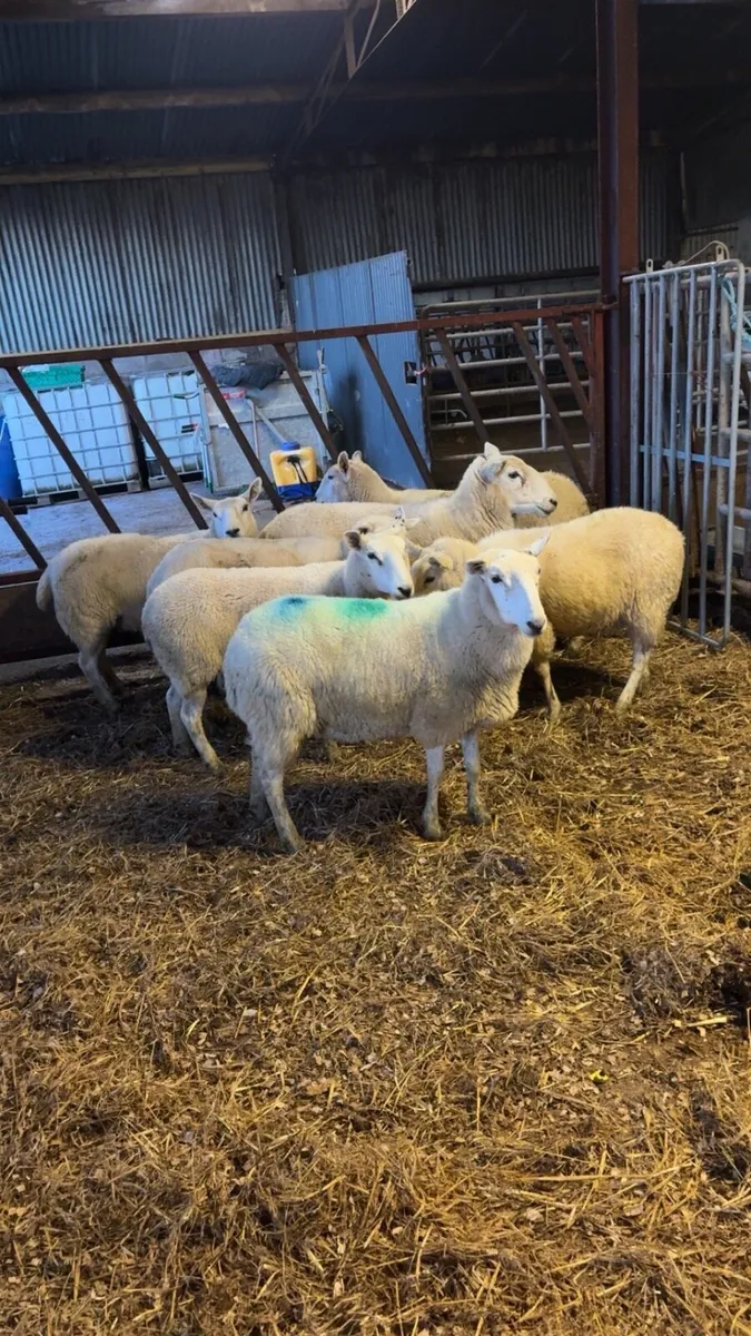 💥8 Cheviot Hoggets 💥 - Image 1