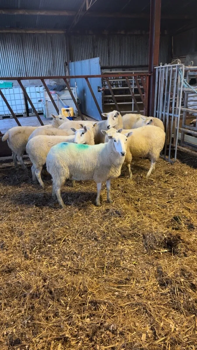 💥8 Cheviot Hoggets 💥 - Image 2