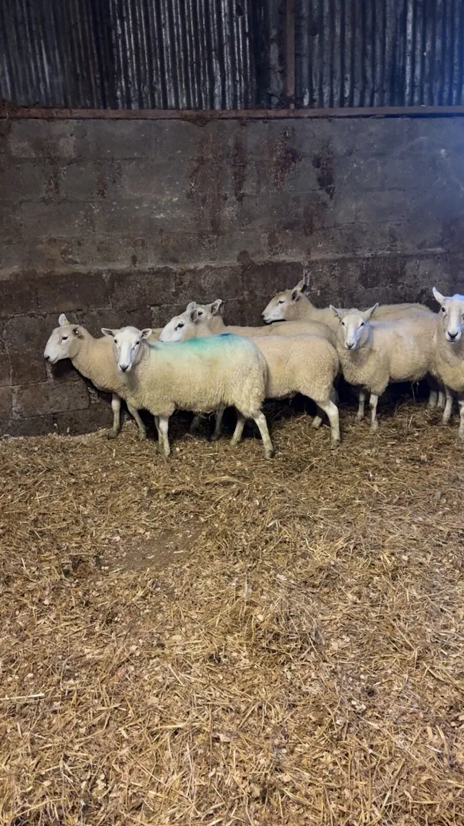 💥8 Cheviot Hoggets 💥 - Image 3