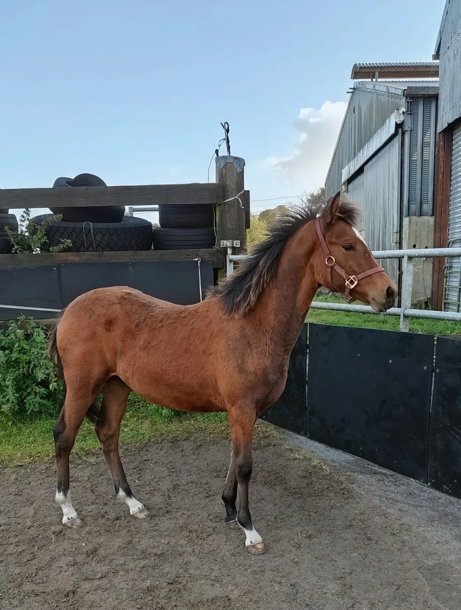 6 month old Connemara pony filly foal - Image 1