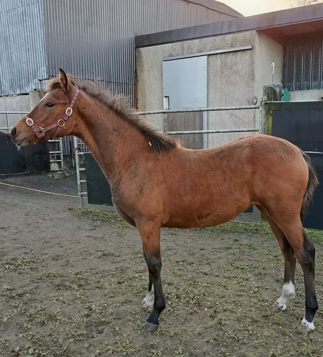 6 month old Connemara pony filly foal - Image 4