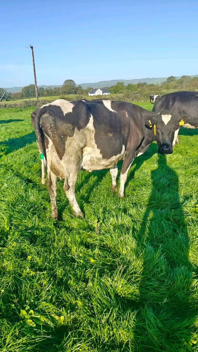 Late calving dairy cows plus in calf heifers - Image 2