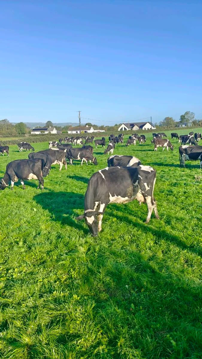 Late calving dairy cows plus in calf heifers - Image 1