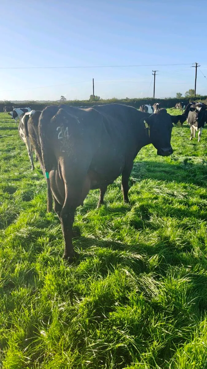 Late calving dairy cows plus in calf heifers - Image 3