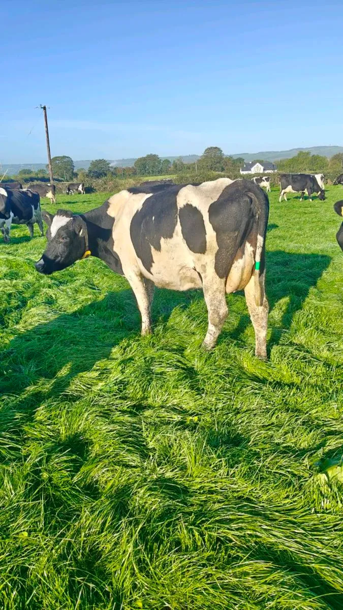 Late calving dairy cows plus in calf heifers - Image 4